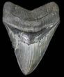Serrated, Fossil Megalodon Tooth - Monster Meg #66184-1